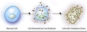 Cellular Damage